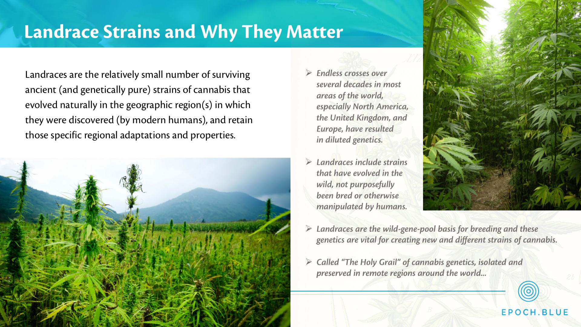 Epoch Blue Cannabis Investment Presentation